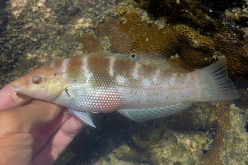 Coris batuensis observed 2026-03-28
