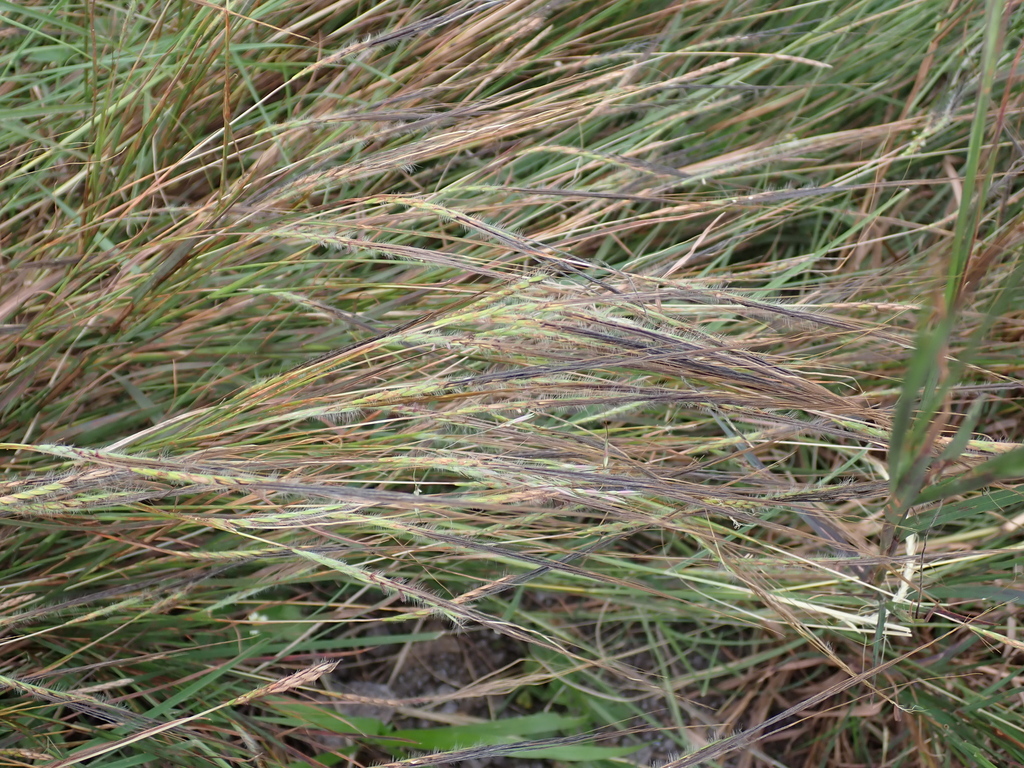 Assegaai fix (Heteropogon contortus)