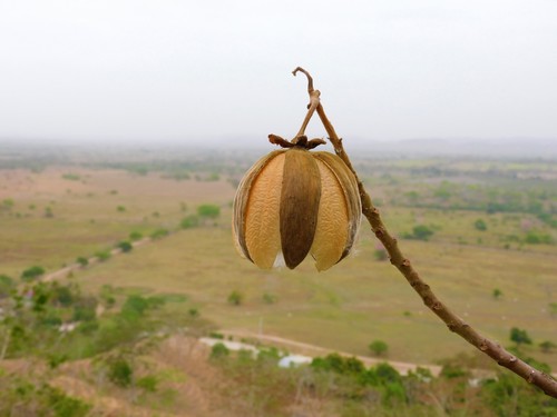 Silk cottontree (Cochlospermum vitifolium)