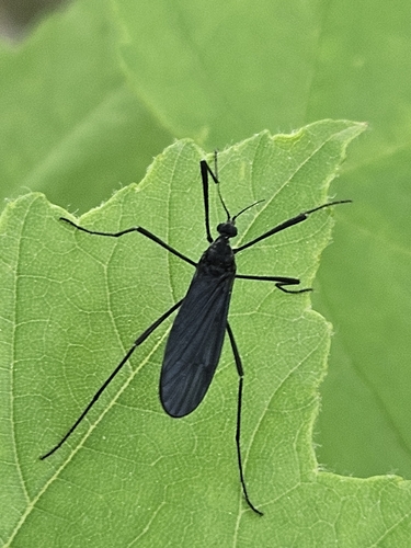 Unknown species found near Belle Chasse, LA 70037, USA