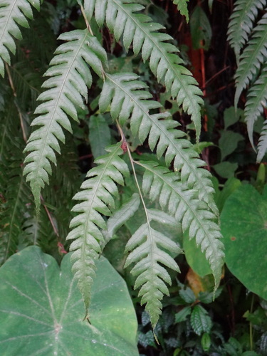 Image of Woodwardia unigemmata by (c) 呂一起(Lu i-chi), some rights reserved (CC BY)