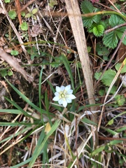 Gentiana flavomaculata