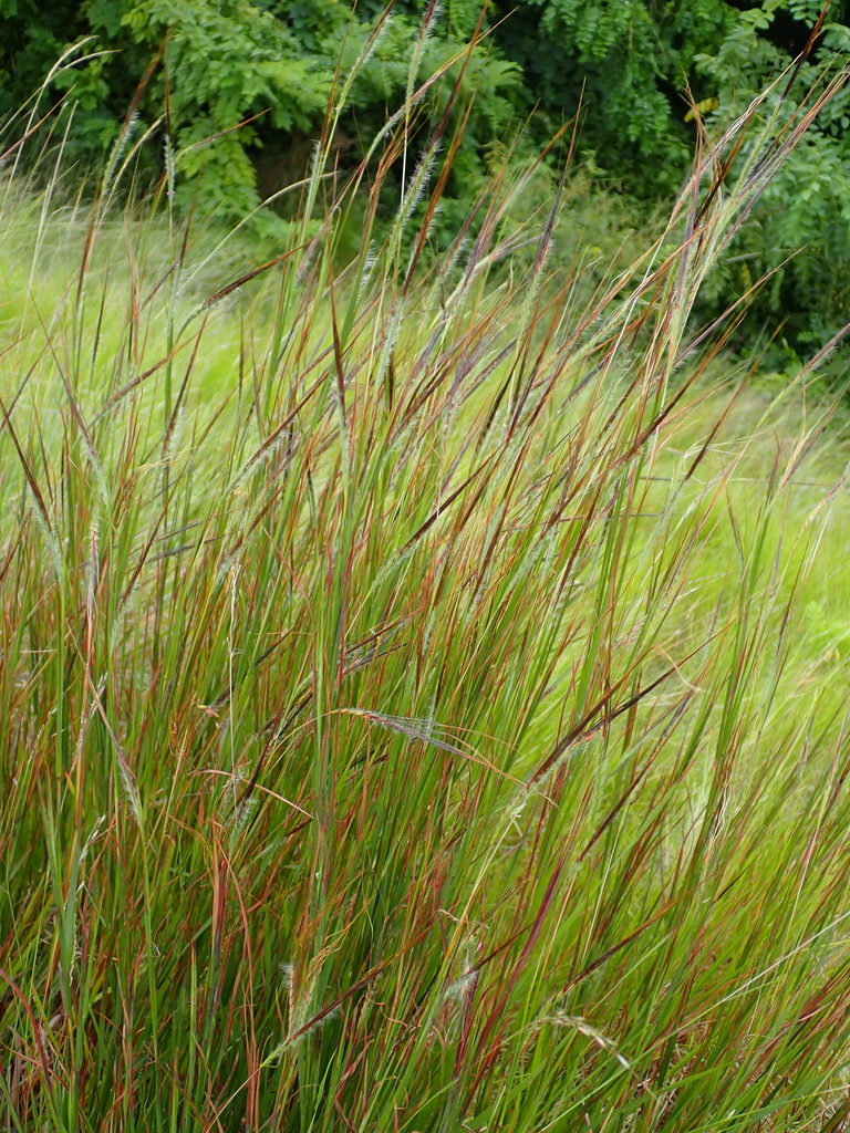 black spear grass (Heteropogon contortus)