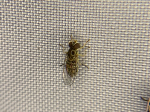 Unknown species found near Richmond Boulevard, Richmond, TX, US