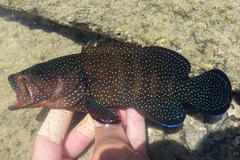 Andaman Hind photo 2
