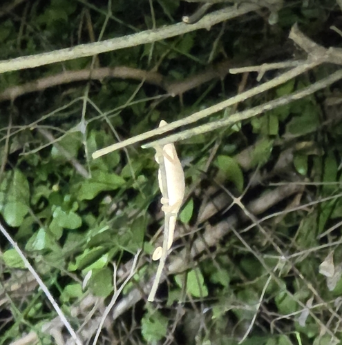 Setaro's Dwarf Chameleon, Bradypodion setaroi