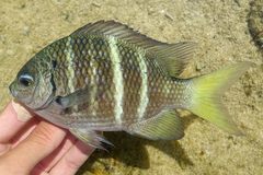 Dusky Damsel photo 3