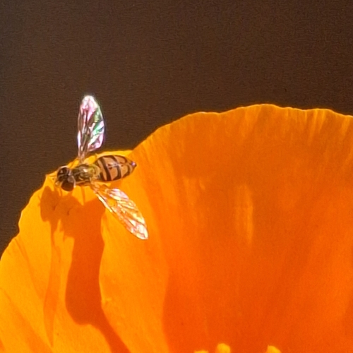 Unknown species found near Los Angeles County, US-CA, US