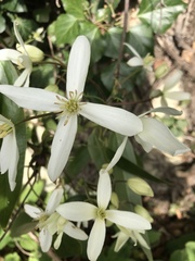 Clematis armandii
