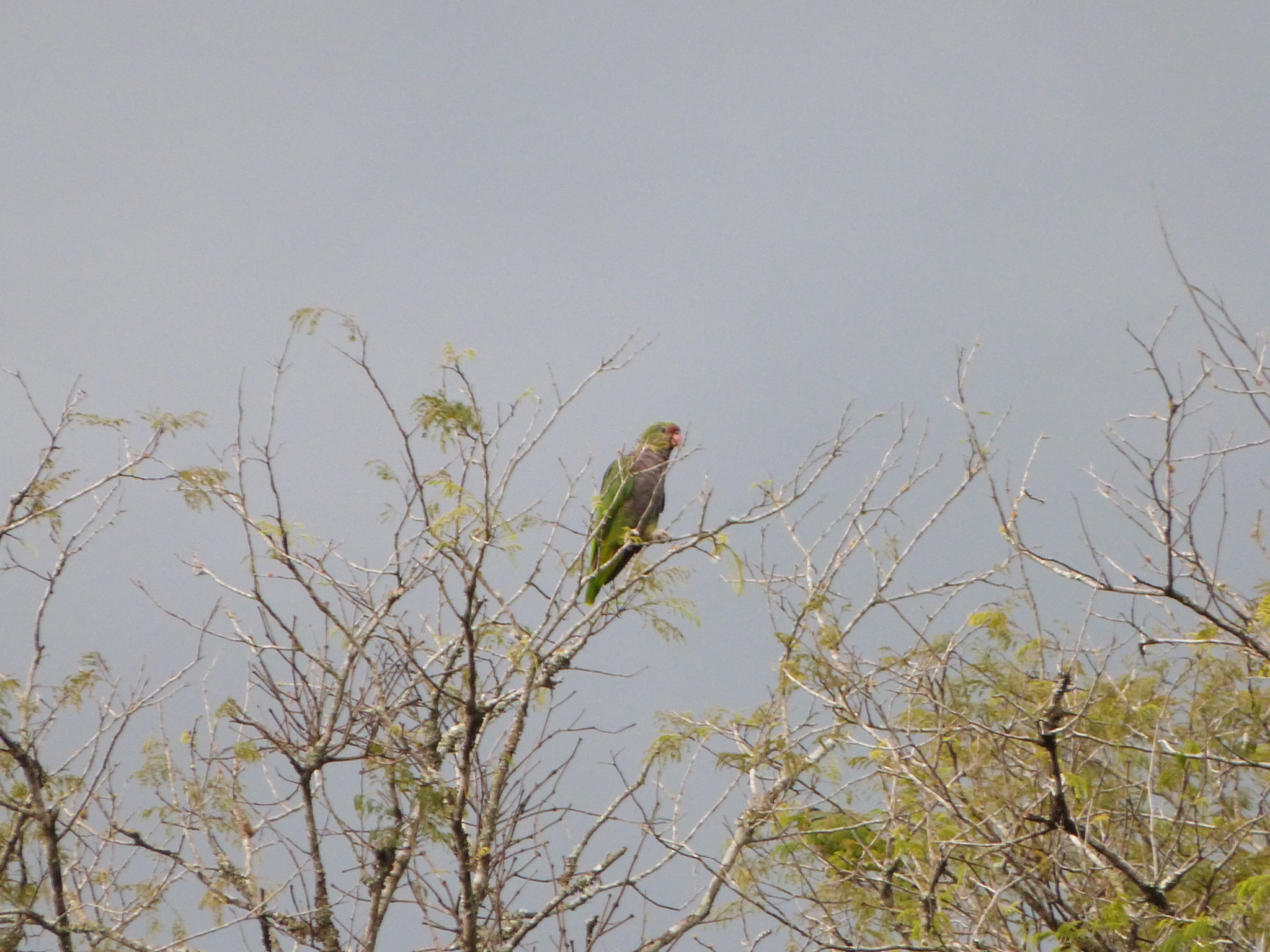 Vinaceous-breasted Amazon (Amazona vinacea), photo 2