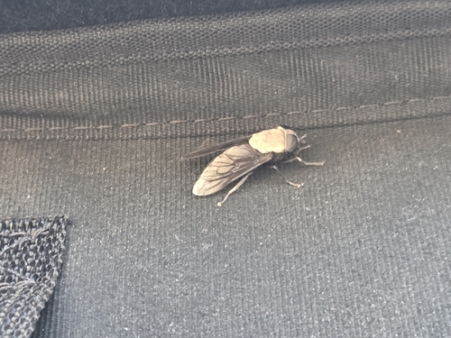 Unknown species found near Inyo County, CA, USA