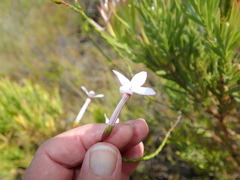 Erica jasminiflora