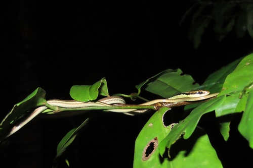 Dendrelaphis pictus