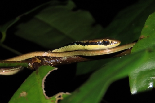 Dendrelaphis pictus