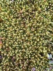 Hypnum cupressiforme lacunosum