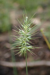 Echinopogon caespitosus