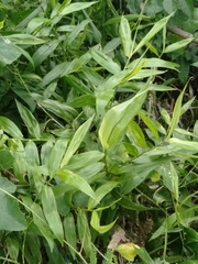 Flagellaria indica
