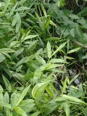 Flagellaria indica