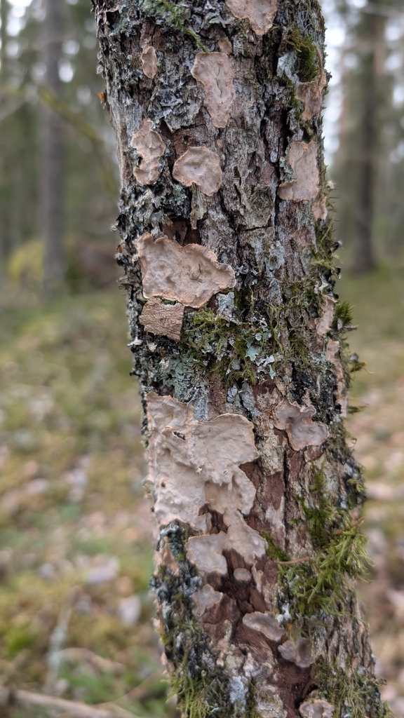 Stereum rugosum · March 2026 · photo: © wiljame (iNaturalist, cc-by)
