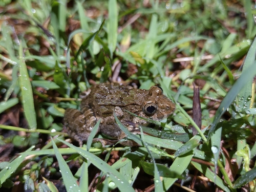 Fejervarya cancrivora