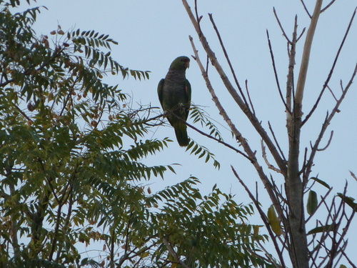 Vinaceous-breasted Amazon (Amazona vinacea)