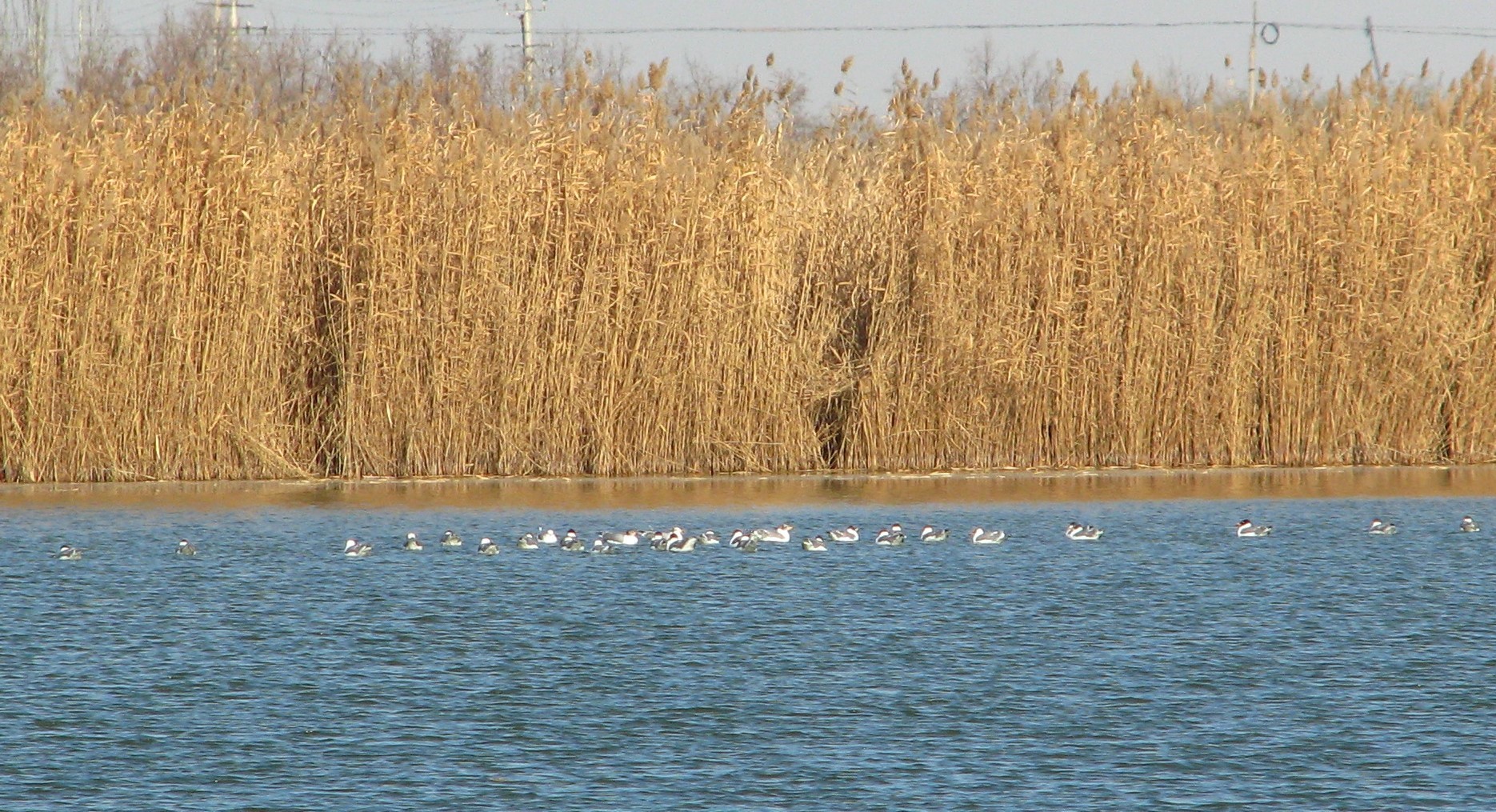 Pallas's Gull