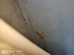 Hemidactylus frenatus