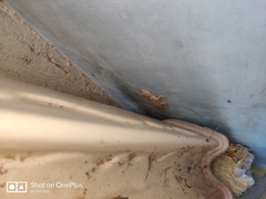 Hemidactylus frenatus