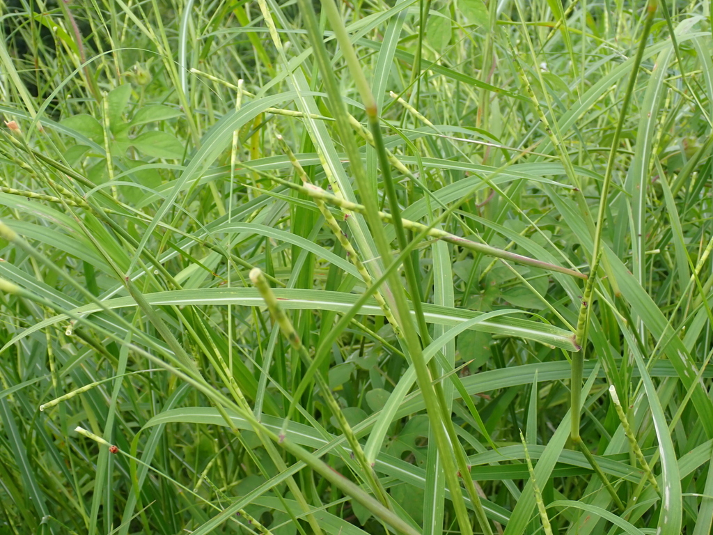 Foto de Rottboellia cochinchinensis