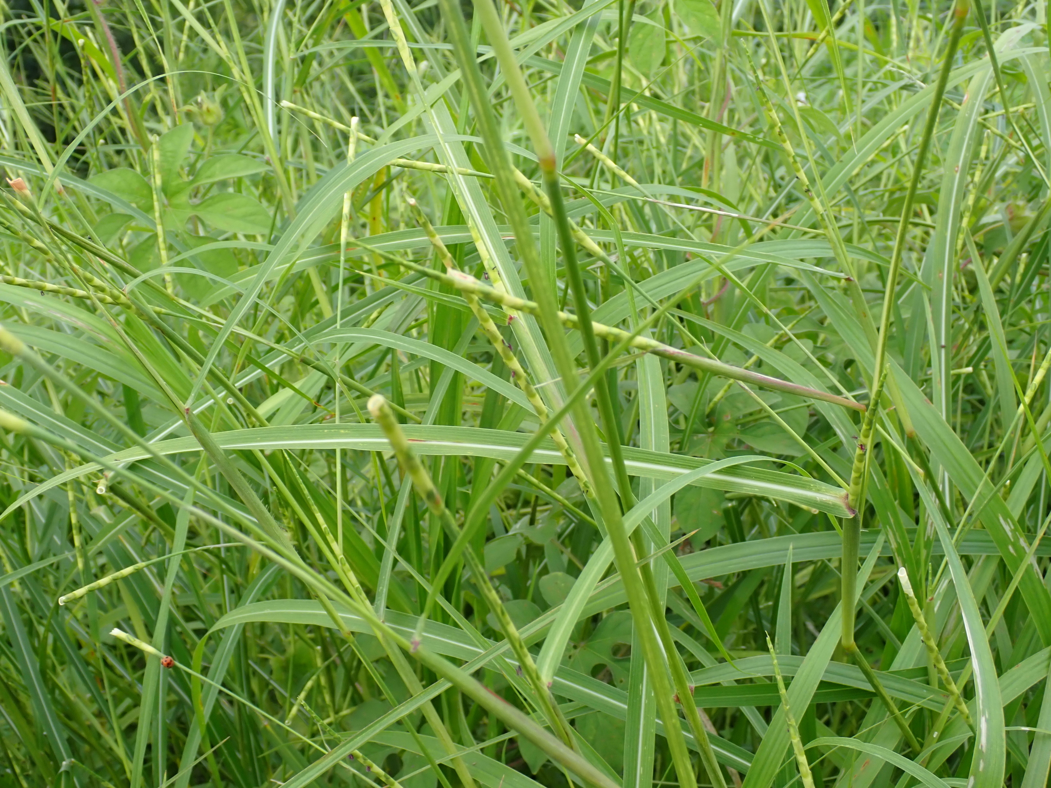 Imagem de Rottboellia cochinchinensis