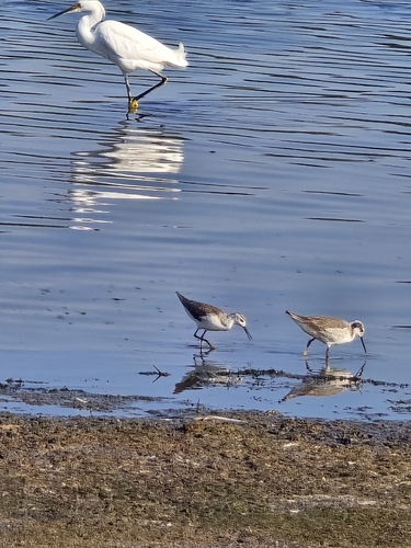 Wilson's Phalarope (Phalaropus tricolor)