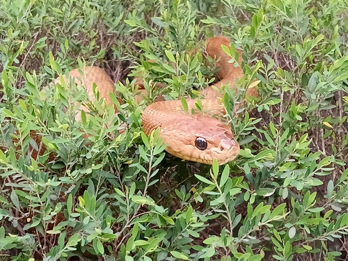 Forsten's Cat Snake