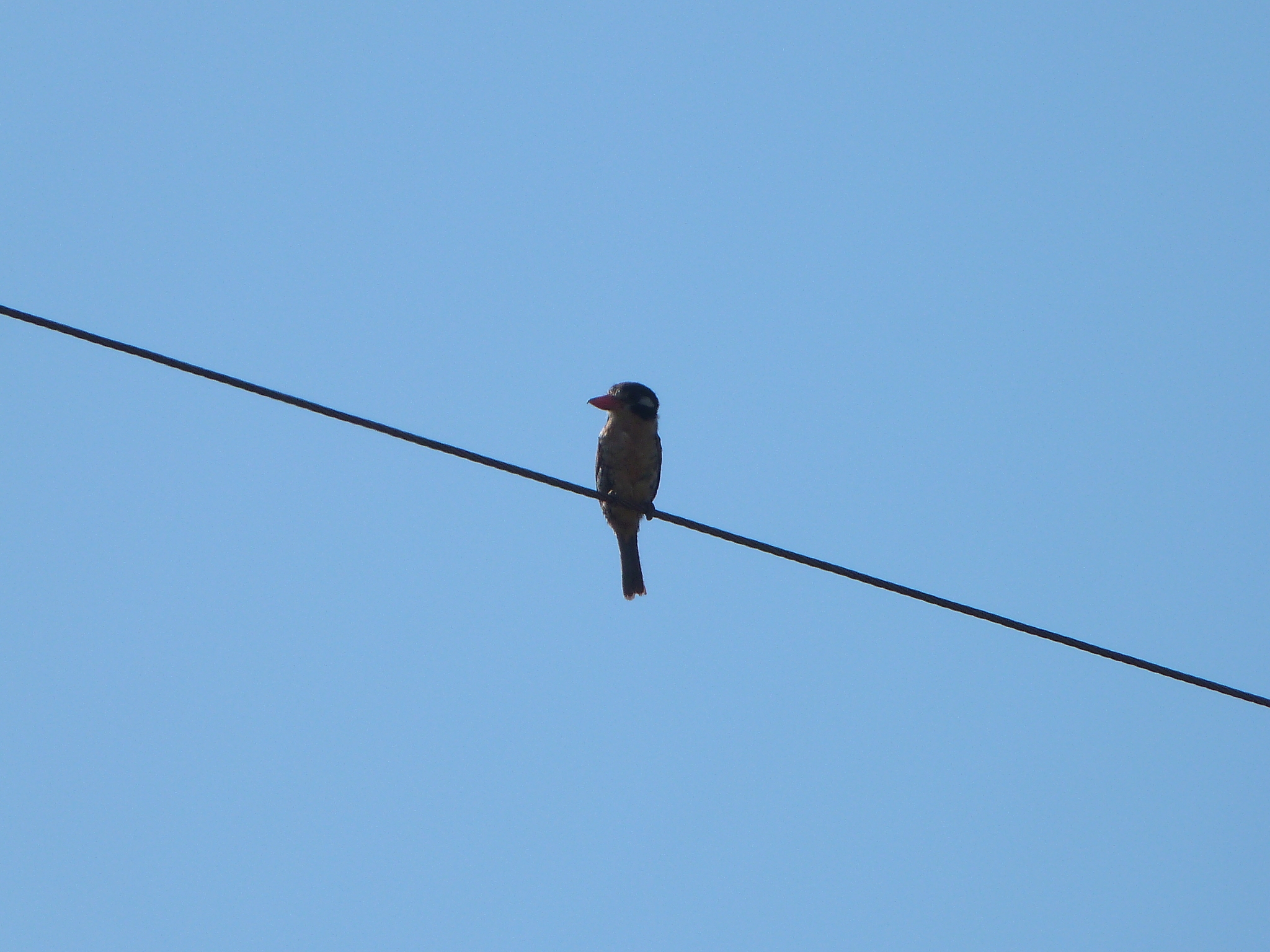 White-eared Puffbird (Nystalus chacuru), photo 10