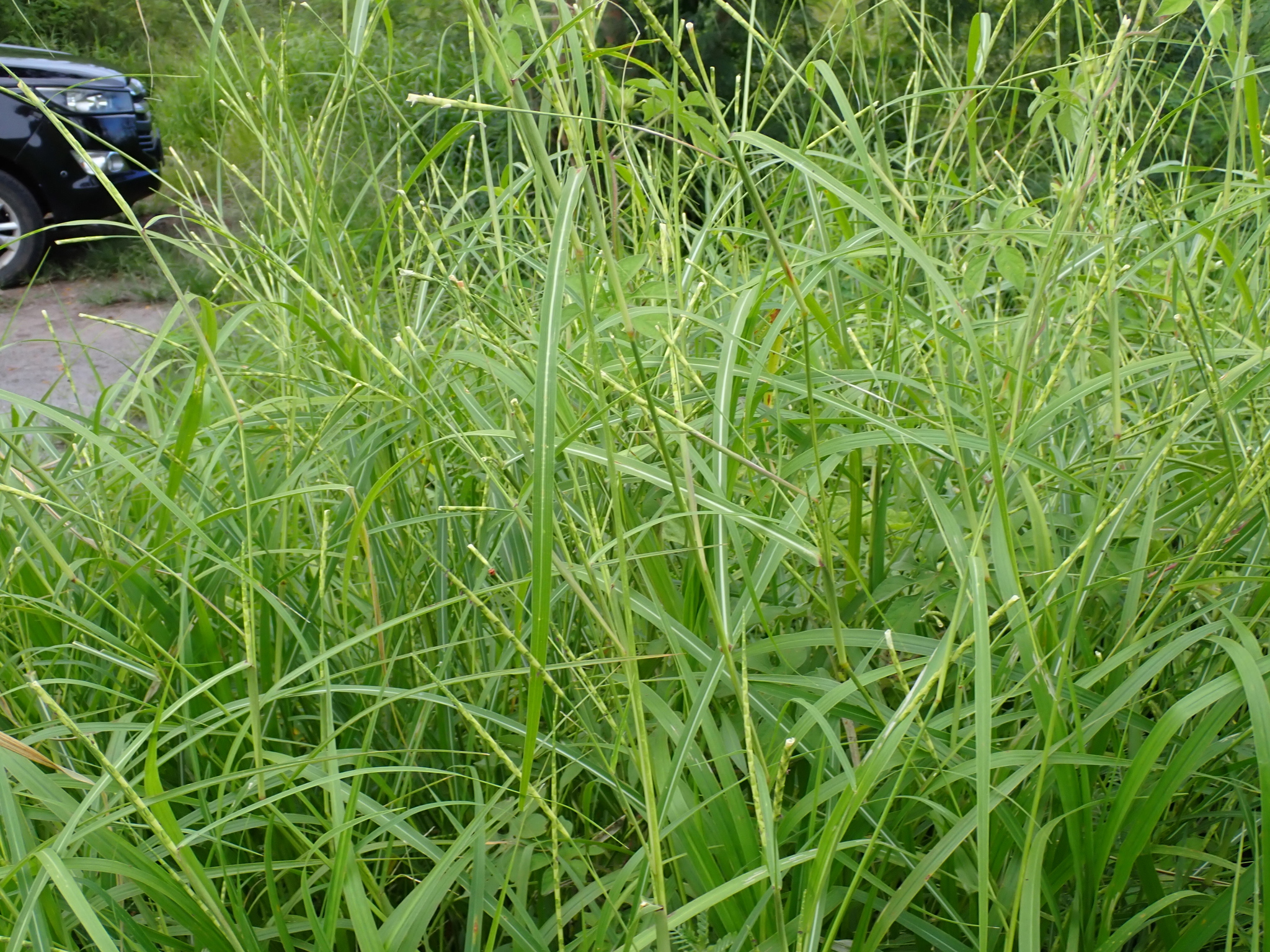 Imagem de Rottboellia cochinchinensis