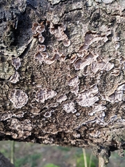 Stereum sanguinolentum