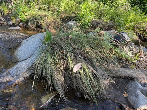 deergrass (Muhlenbergia rigens)