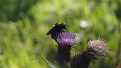Bombus medius