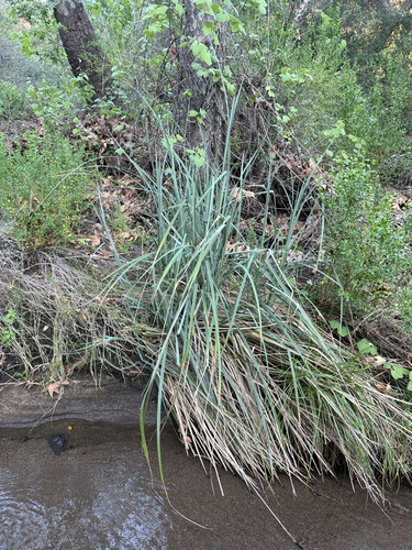 San Diego sedge (Carex spissa)