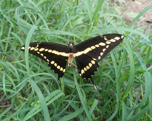 Thoas Swallowtail