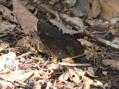 Morpho menelaus