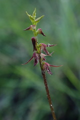 Genoplesium filiforme