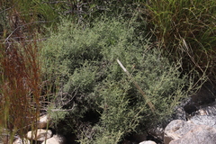Elytropappus