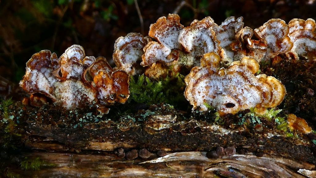 Stereum hirsutum · March 2026 · photo: © patricklm35 (iNaturalist, cc0)