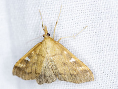 Udea hyalistis