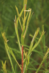 Empleurum unicapsulare