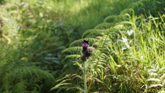 Bombus medius