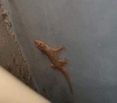 Hemidactylus frenatus