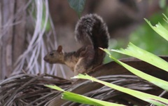 Sciurus variegatoides