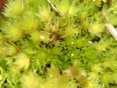 Bryum radiculosum