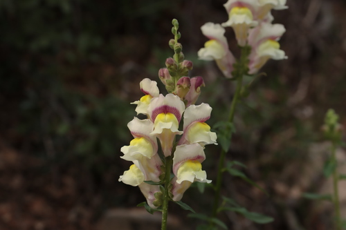 Yellow snapdragon
